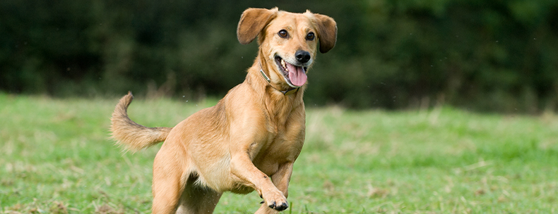 Dog jumping in field